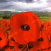 Lest We Forget – I prepared this short 3D animated video to commemorate Remembrance Day 2012